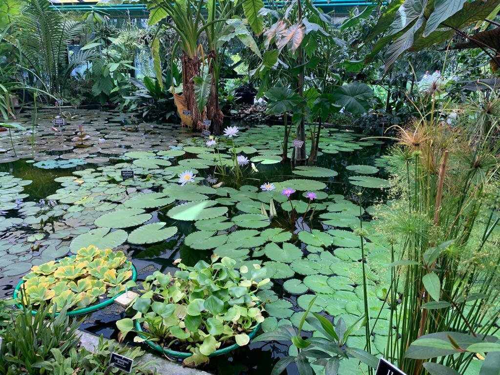 Аптекарский огород (фото автора) листайте далее