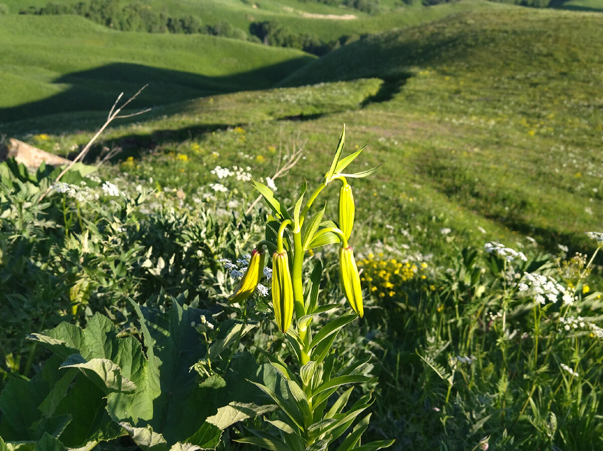 Горные растения Родос