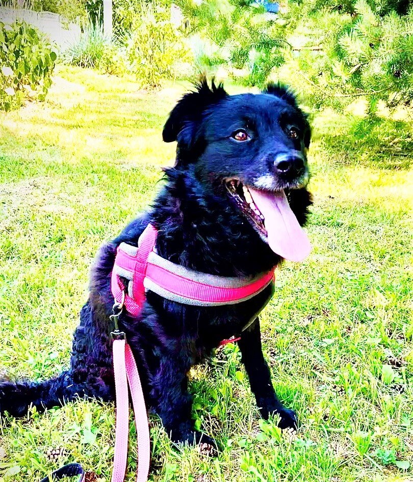 Теперь Мика такая. Любит гулять!