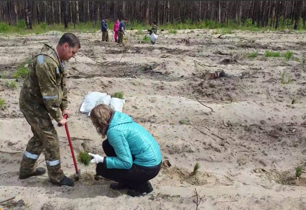 Фото: скриншот видео департамента лесного комплекса Тюменской области