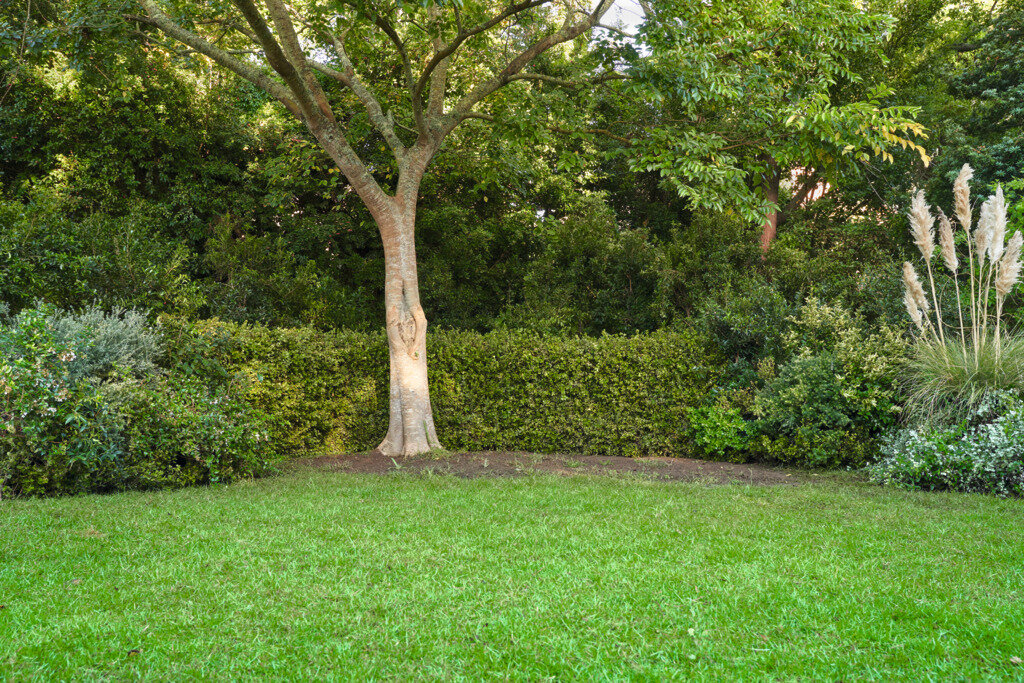 Зона под деревом для высадки почвопокровных растений