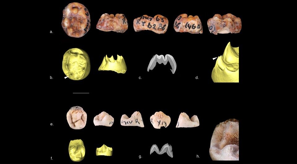   Juliette Henrion et al. / Journal of Human Evolution, 2023