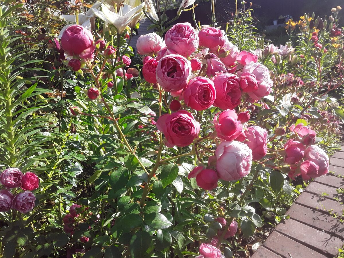 Роза флорибунда, сорт Pomponella