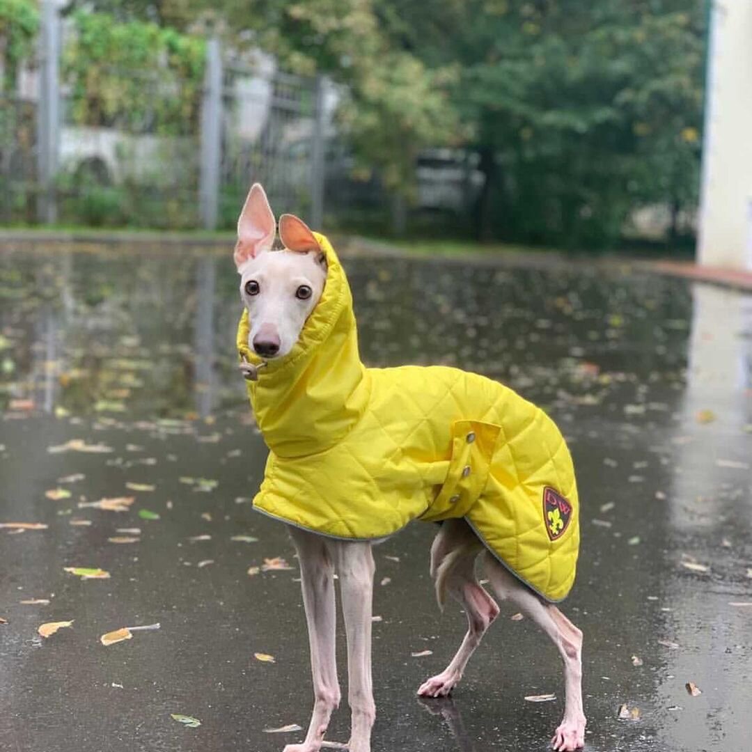 Плащ для левретки