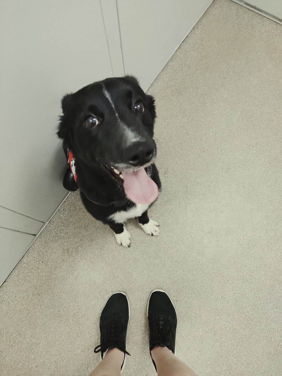 Сфотографировала, чтобы запомнить этот момент, бедный Фоги, ему не страшно, но очень жарко. Фото автора статьи