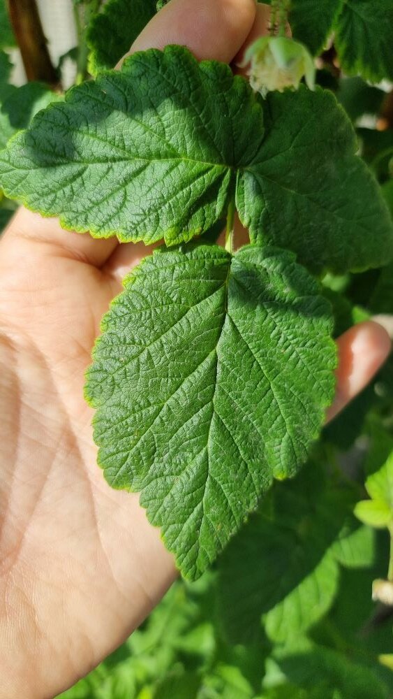 Нехватка калия