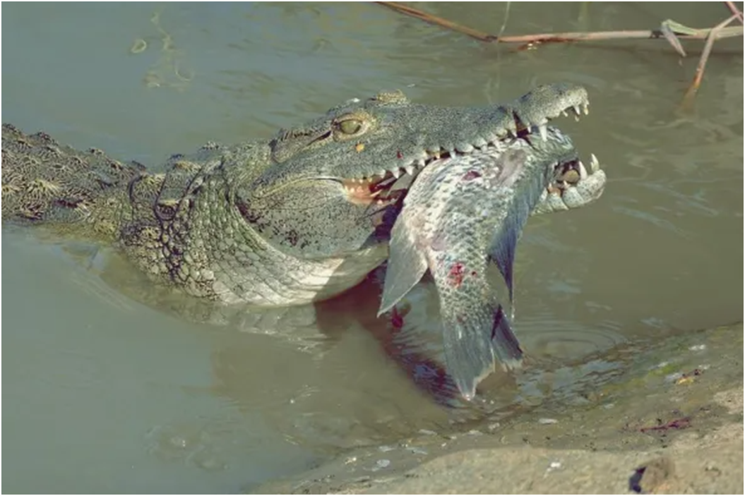 как крокодилы питаются