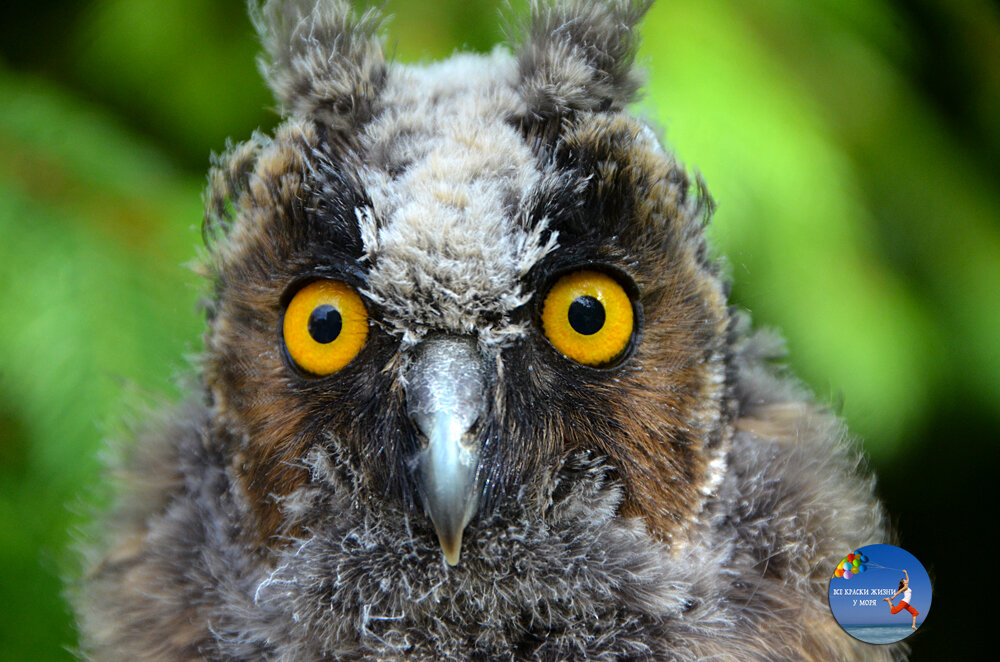Птенец ушастой совы Клава. Фото автора