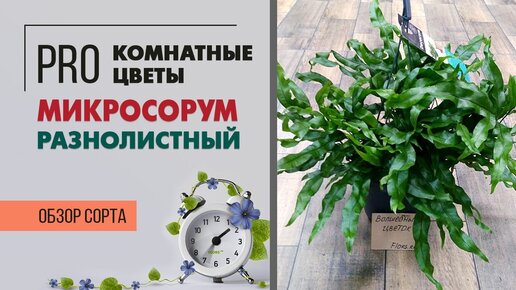 Папоротник микросорум разнолистный. Чудесное неприхотливое растение с разными листьями