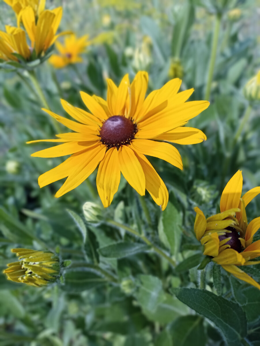 Rudbeckia Aster Echinacea