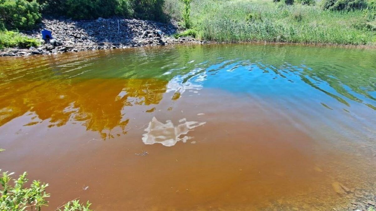 Сямозеро цвет воды коричневый почему