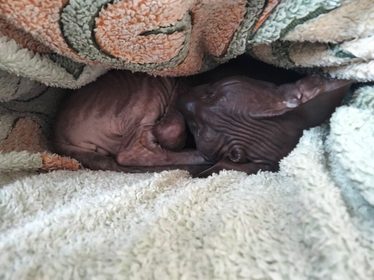 Укатали Сивку крутые горки)))