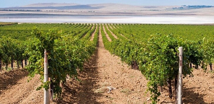 Виноградники "Кубань - Вино"