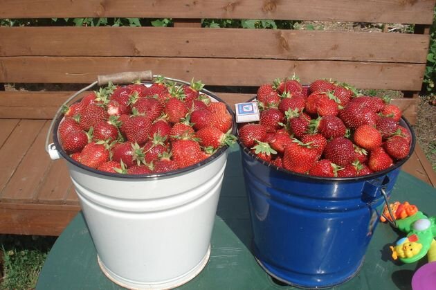 урожай ягод