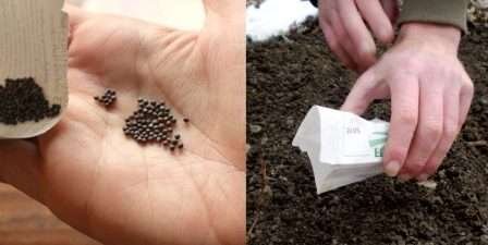 Семена кольраби можно сеять как в открытый грунт