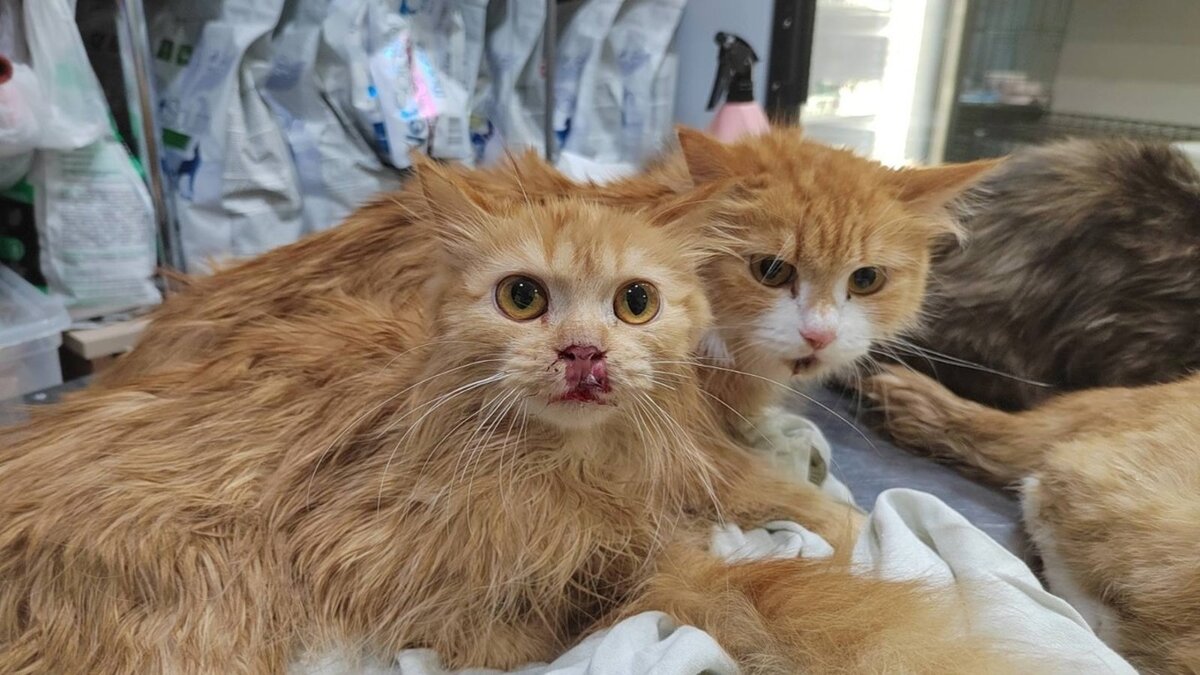     В Шарыпове против местного жителя возбудили уголовное дело за жестокое обращение с животными.