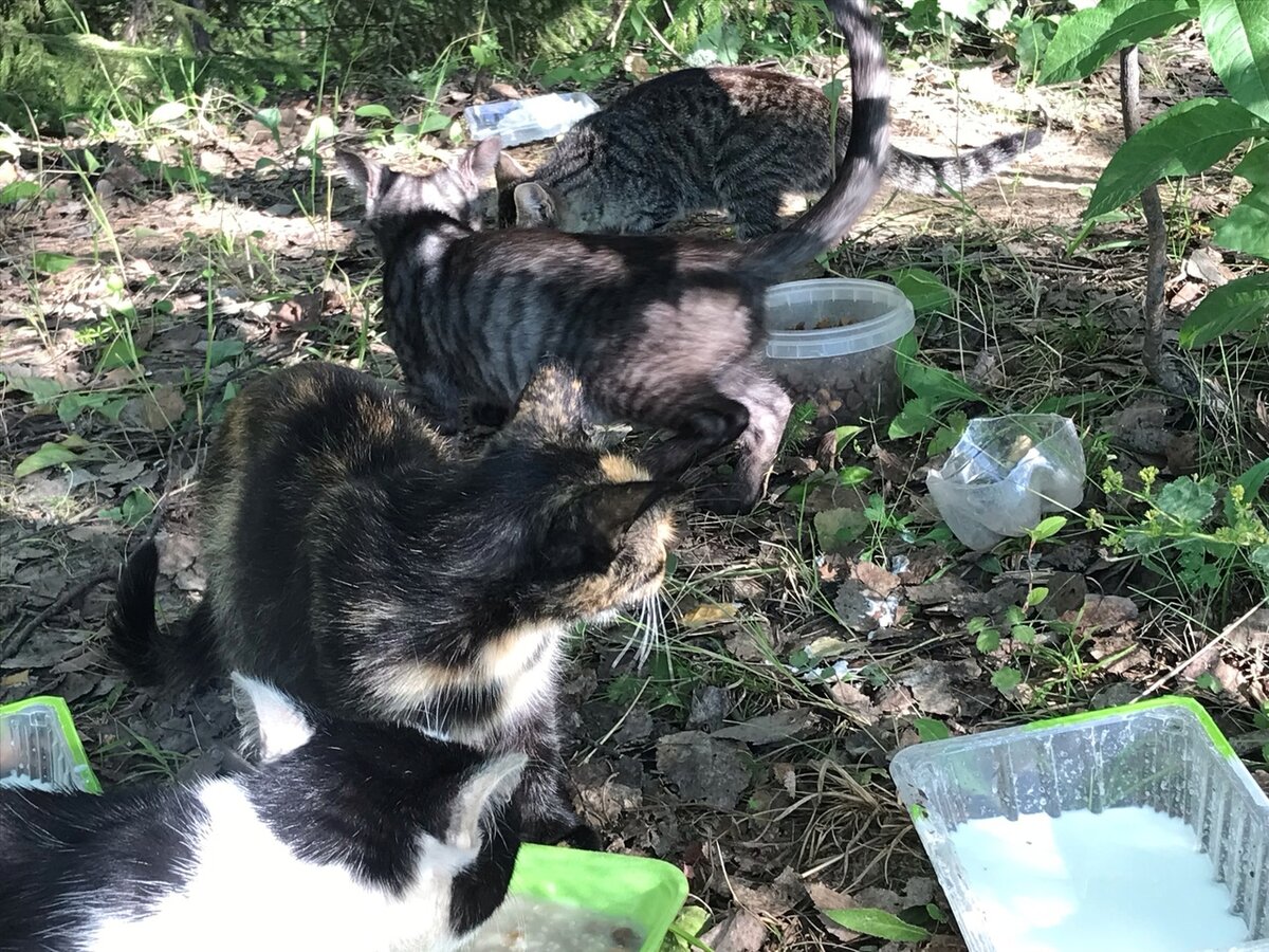 Столько страстей кипит вокруг этих беззащитных кошек.  Чья вина, что они обречены на бездомную жизнь?