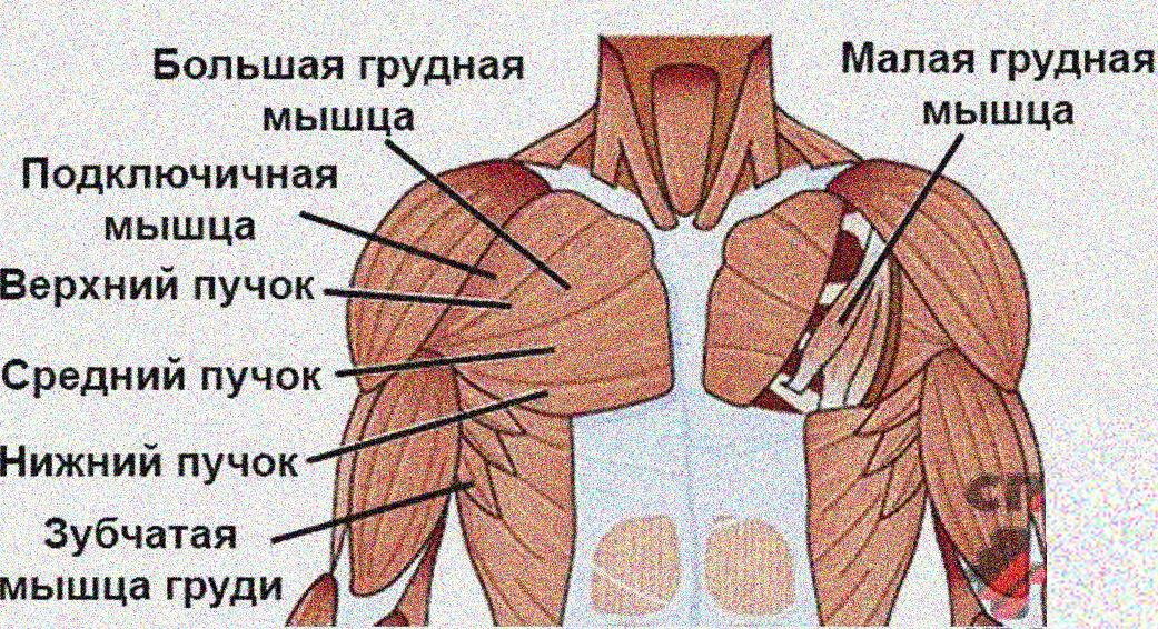 Мышцы груди схема