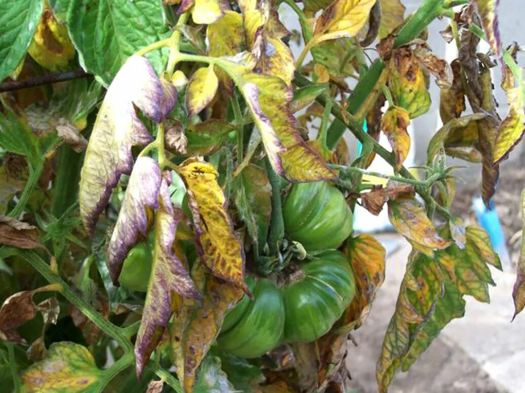 Вертициллезное увядание томатов