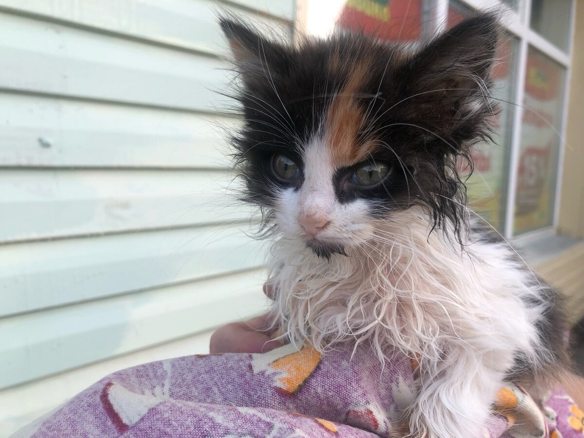 У котёнка прощупывается каждая косточка