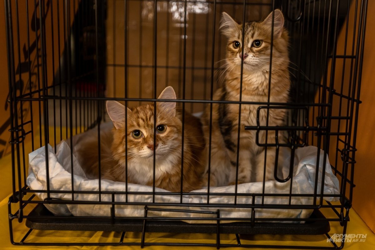    С Камчатки «эмигрировали» за рубеж четыре кошки и три собаки