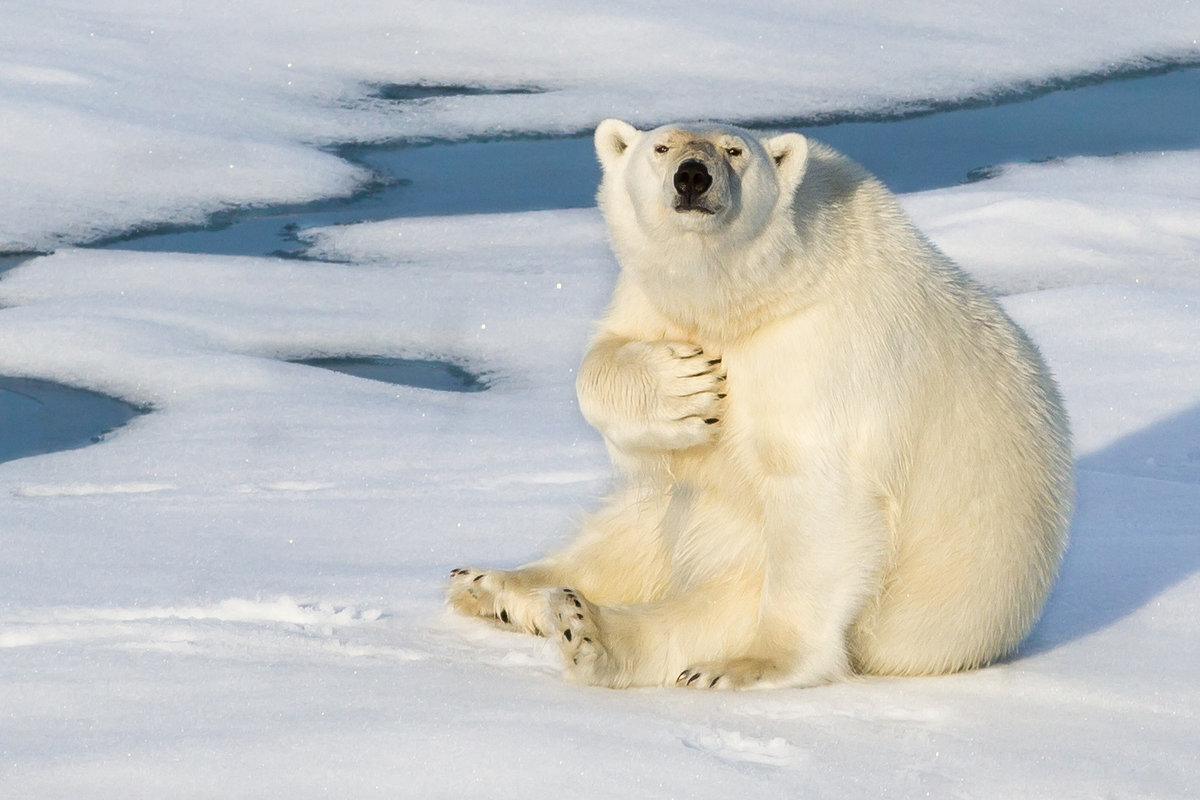 Крупный самец