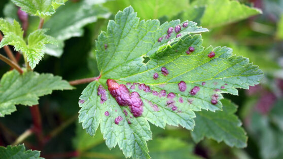    Эксперты объяснили, как бороться с галловой тлей на смородине Ирина Петрова