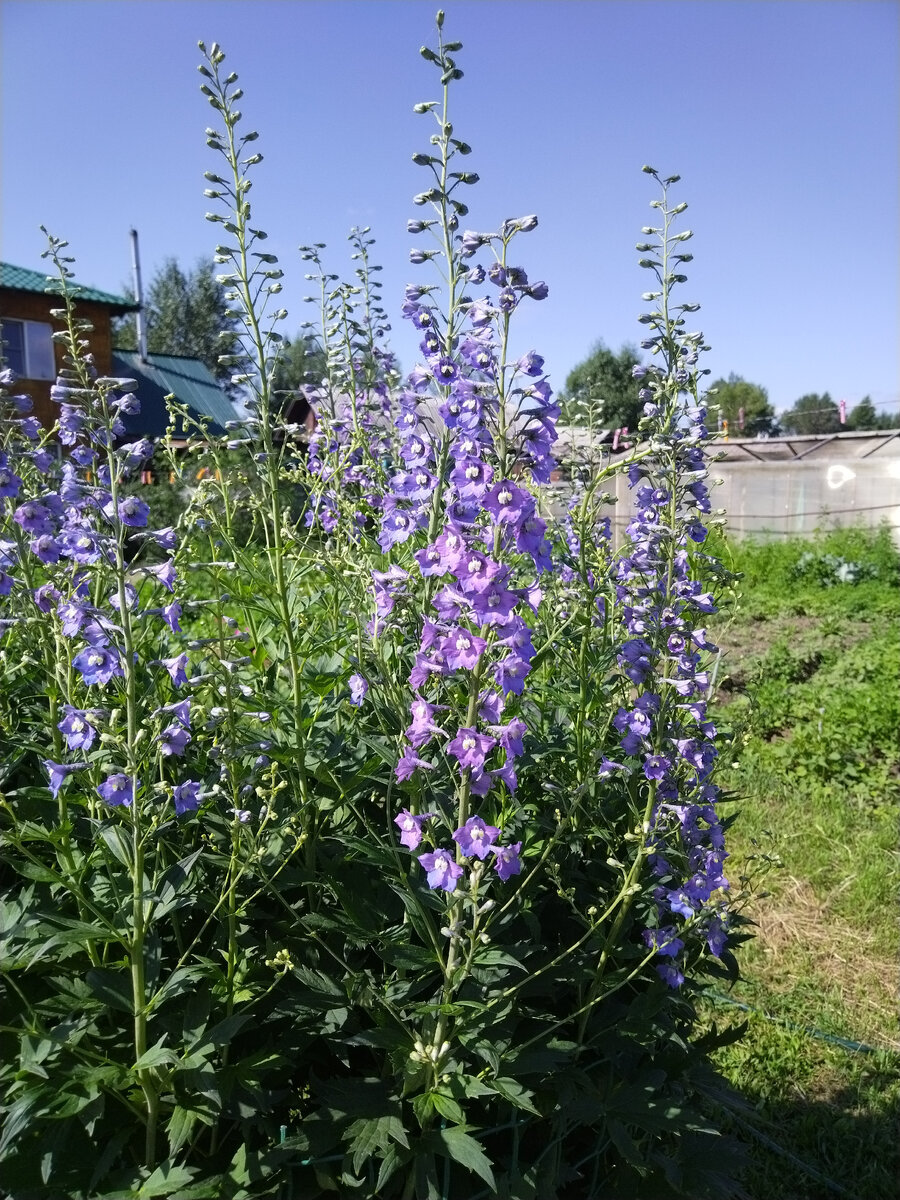 дельфиниум