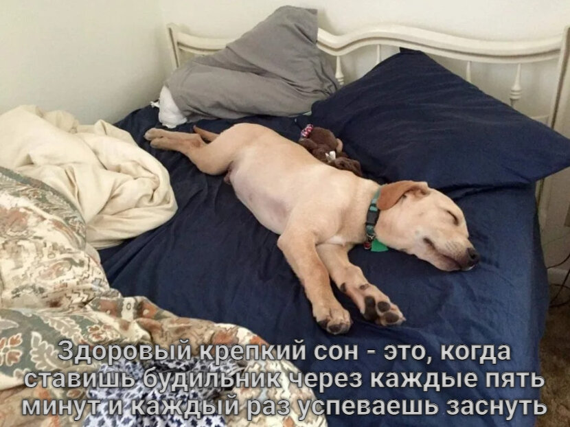 Доброе утро картинки с животными смешные с надписями прикольные