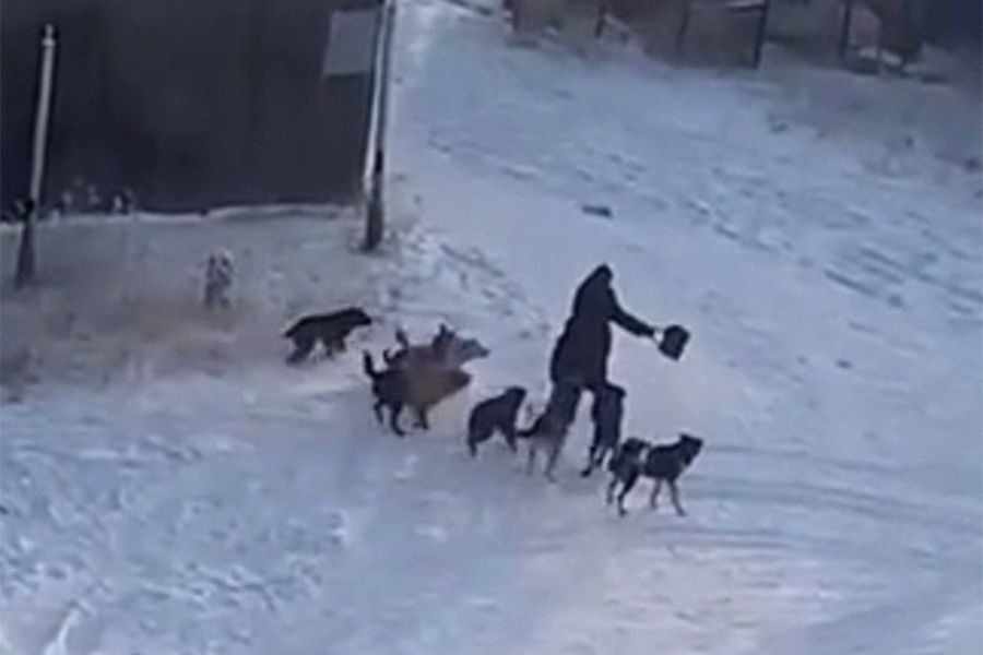 Бродячие собаки загрызли женщину в Якутске. В Якутске стая собак загрызла женщину. Бродячие собаки Якутия.