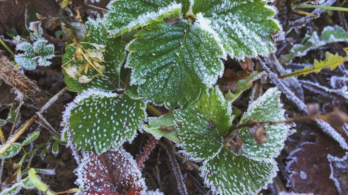 Когда по Российской Федерации ударят заморозки. Фото: www.piqsels.com