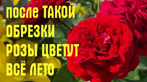 Не совершайте ошибок! Как правильно обрезать розы летом после цветения (Английские, плетистые и другие)