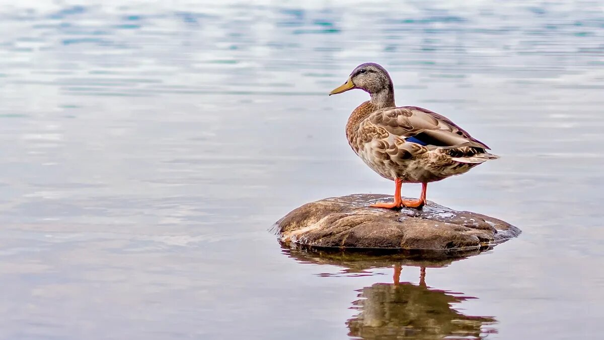 По легенде, Берегиня способна принять облик утки. Фото: unsplash.com