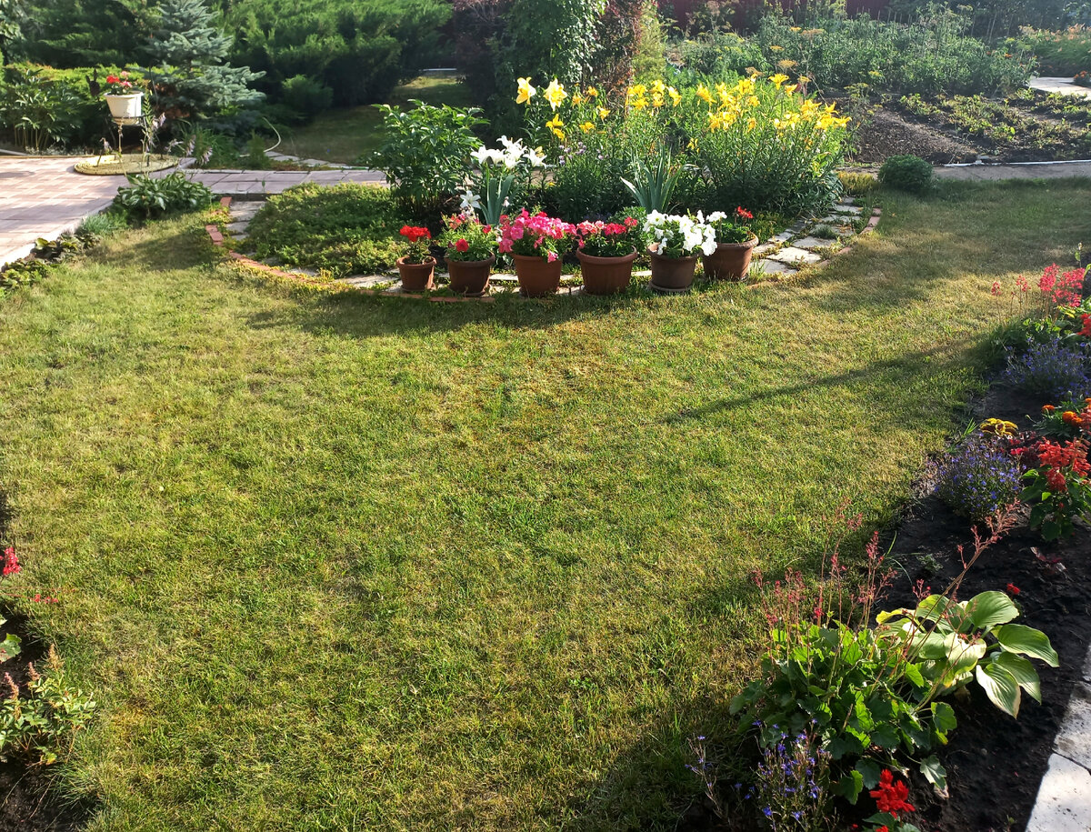 А тут только газонная трава. И сорняк))). Но после стрижки сойдёт. 