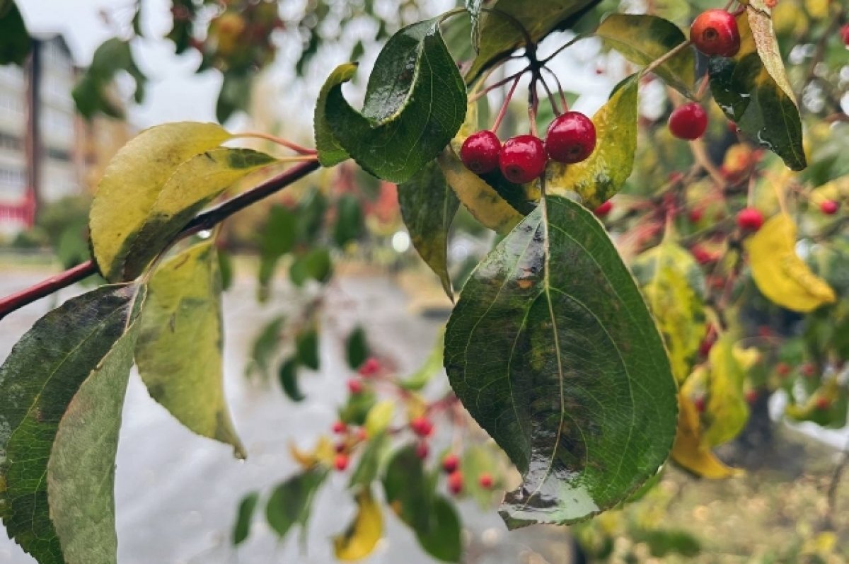    На выходных в Самарской области будут дожди с сильным ветром