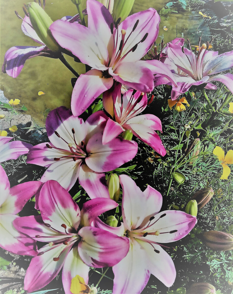                                                       Лилии. Фото автора канала