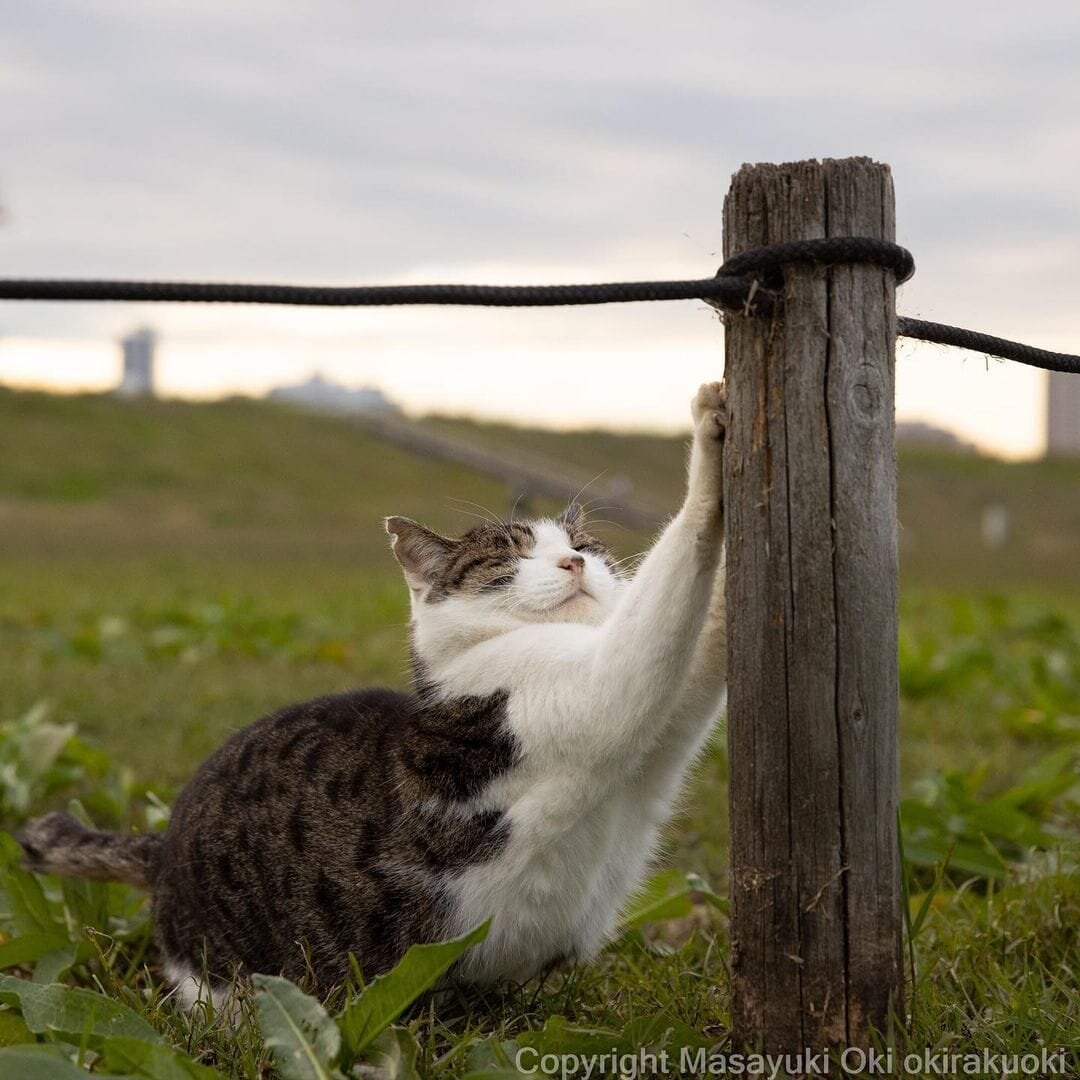 Метки кота фото