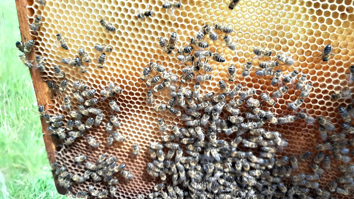 Пчёлы -это великолепные опылители, отвечают за воспроизводство многих растений и культур во всем мире и играют важную роль в сохранении биоразнообразия и поддержании урожайности сельскохозяйственных культур.