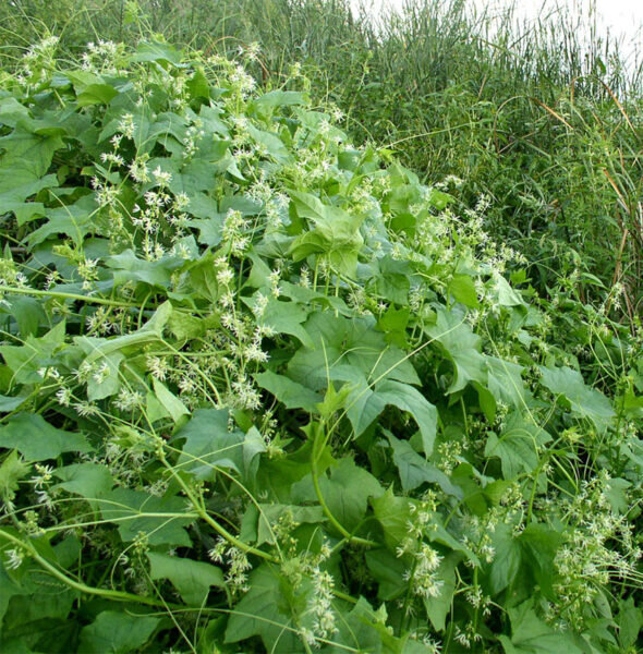    Эхиноцистис убежал на волю и теперь заселяет луга