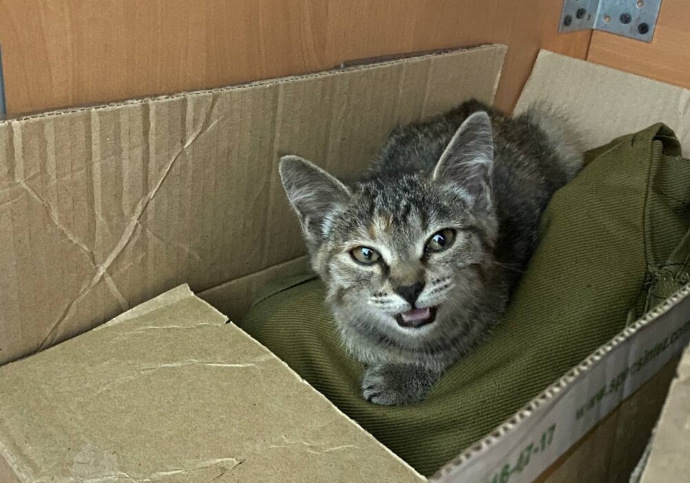    Рекорд Фото: Министерство физической культуры и спорта Забайкальского края/ Анастасия Рыжова