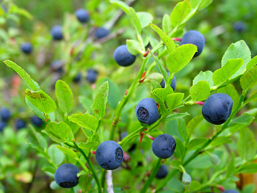 Черника. Небольшой кустарник, в отличии от брусники, имеет очень нежный стебелек Листья - небольшие, слегка вытянутые