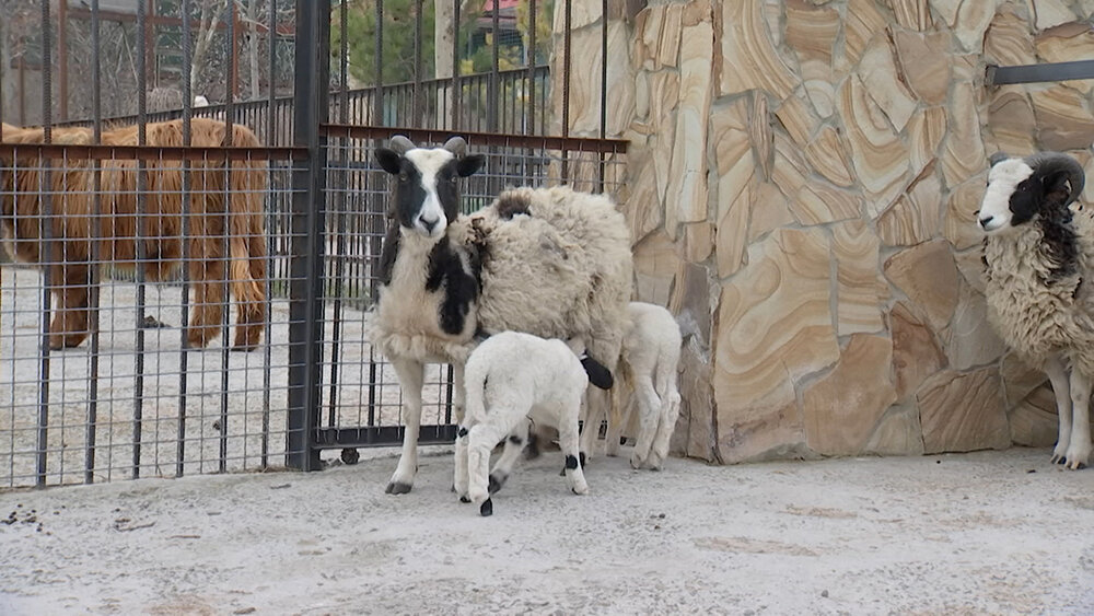    © АО "ТВ Центр"