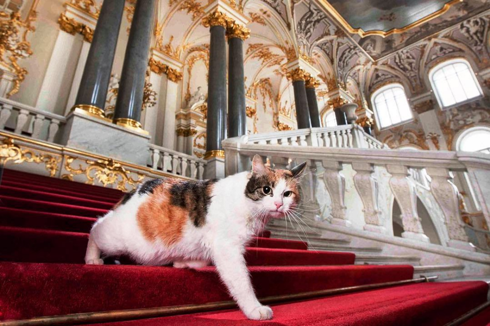 Palace cat