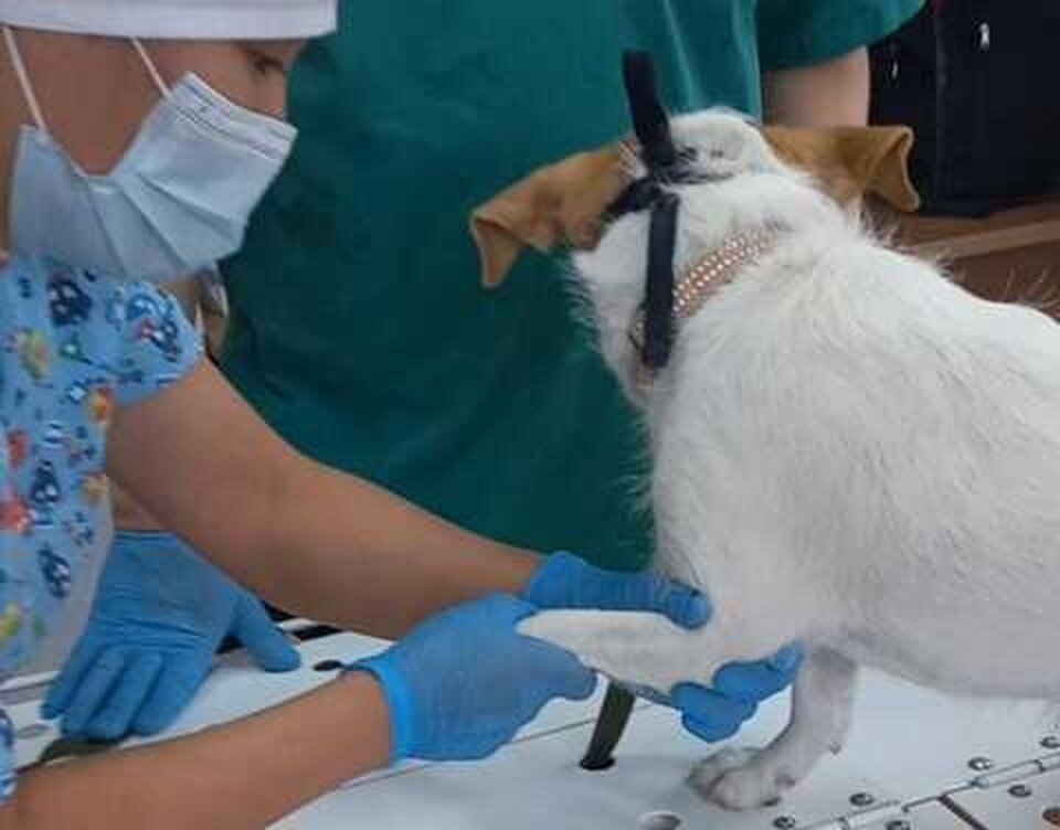    Фото: пресс-служба департамента ветеринарии Якутии