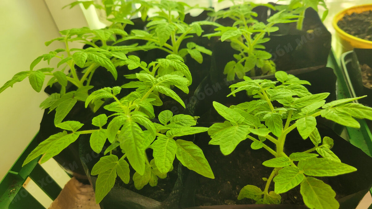 Рассада Григорашика F1