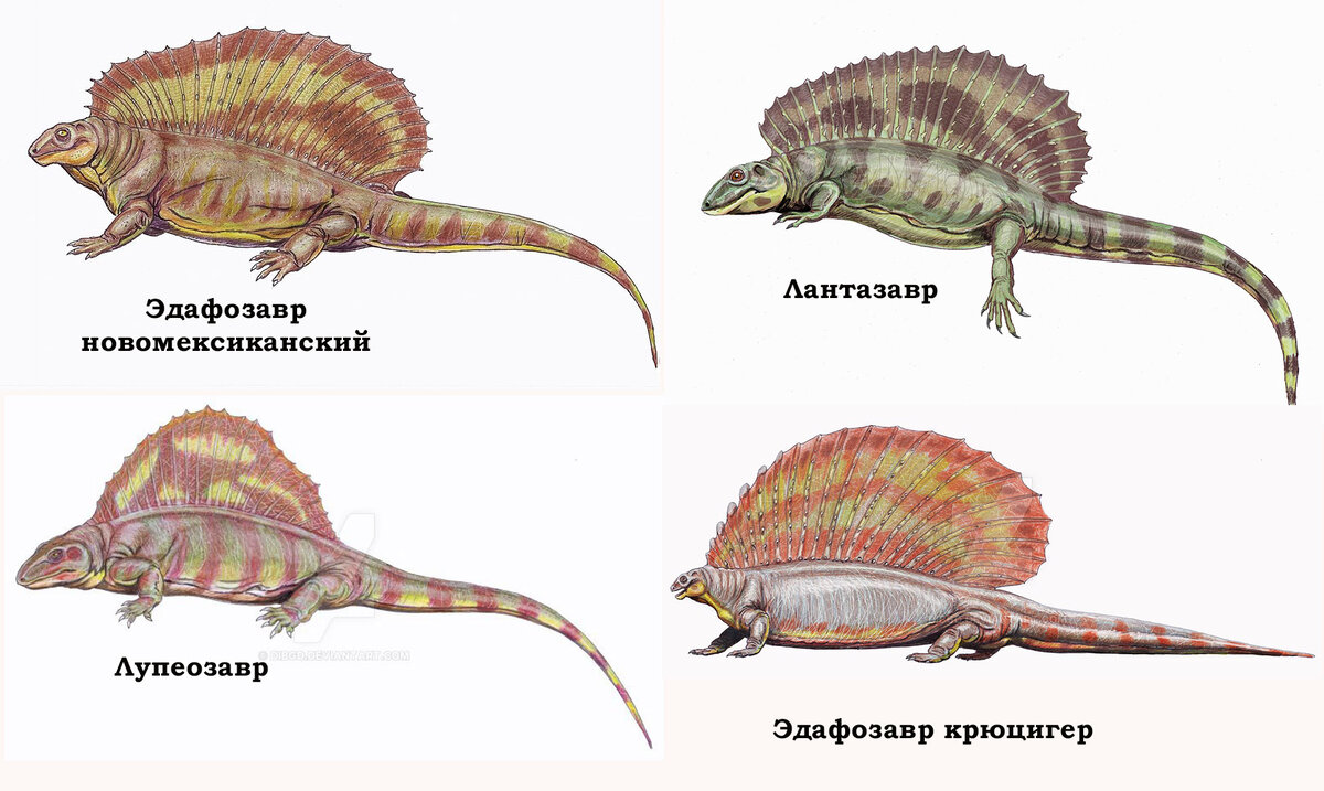 На рисунке изображен эдафозавр вымершее животное обитавшее 280 млн лет назад