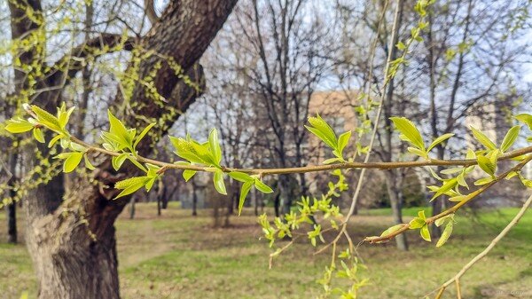 Как это здорово ... просто дышать и наслаждаться прозрачным, прохладным,  солнечным  и немного ветреным днём в парке ... под негромкие звуки  пения и молитв из храма неподалёку накануне Пасхи ...    

Весна ... парк Олимпийской деревни, Москва...    

  