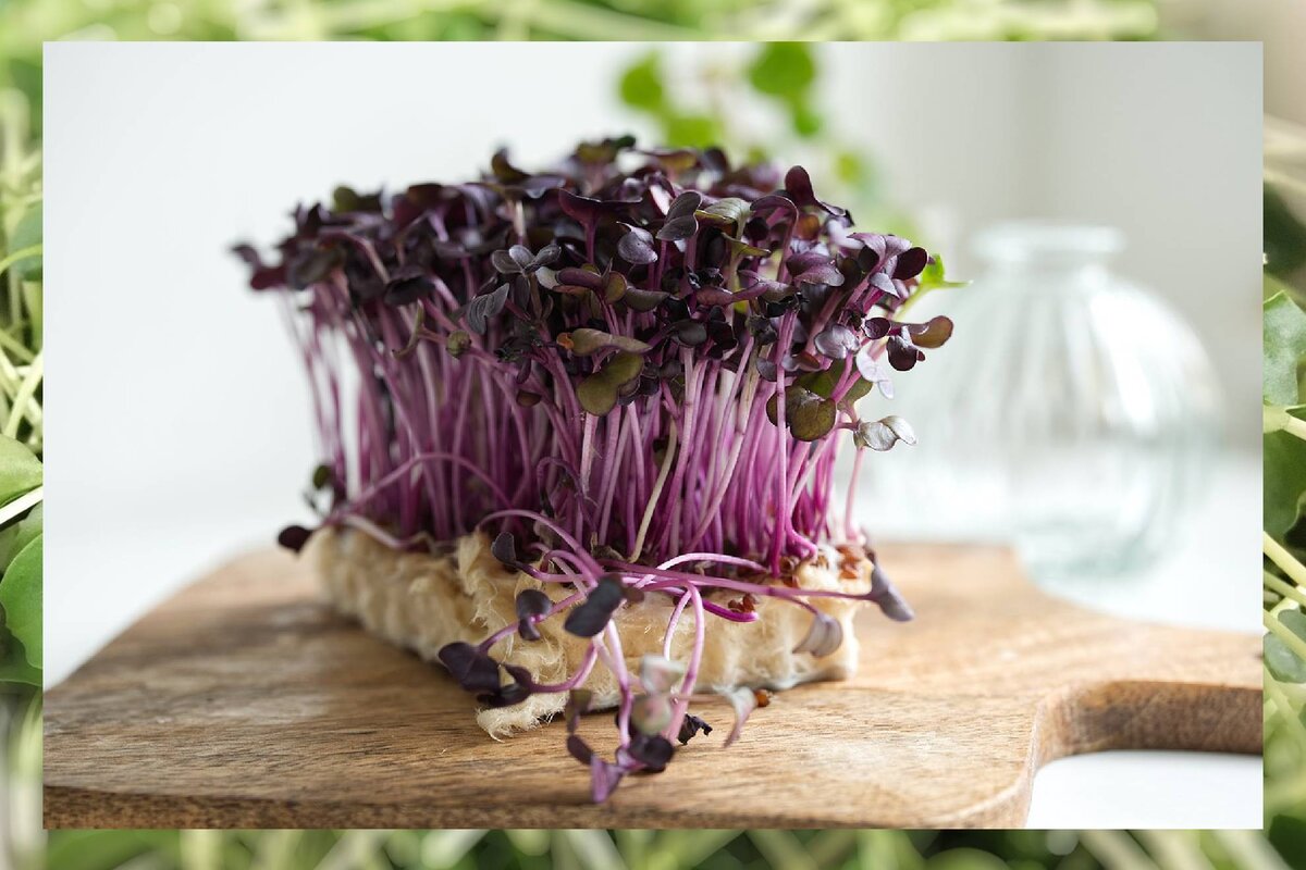 микрозелень