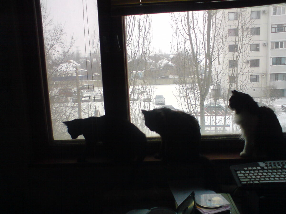 Виноваты ли мы? Фотография моя. Это наши кошки 6 лет назад.