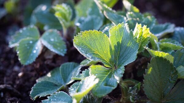    © Pixabay / Pezibear